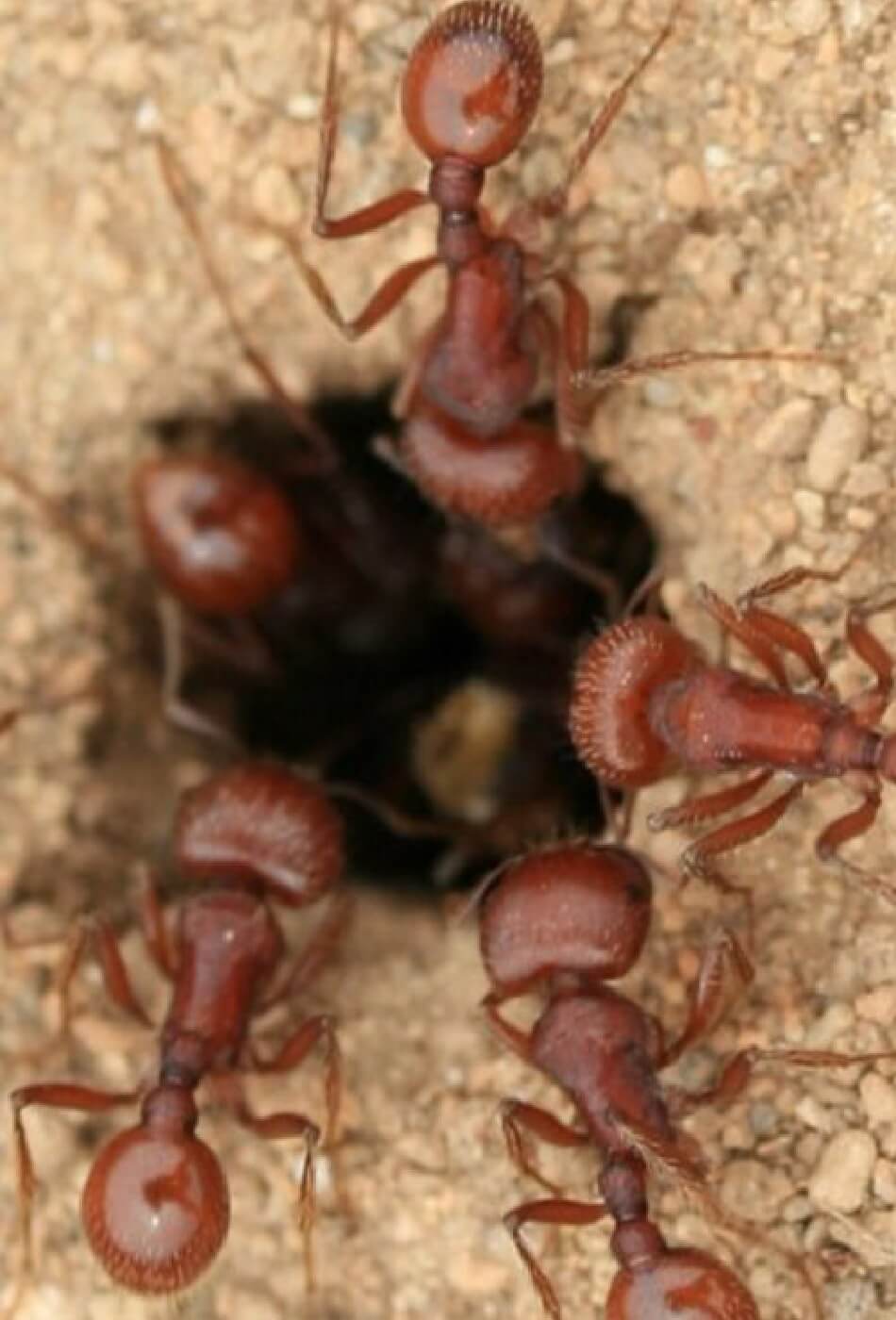سبب عجيب وراء تكسير النمل للحبة وعزلها عن الماء والرطوبة!