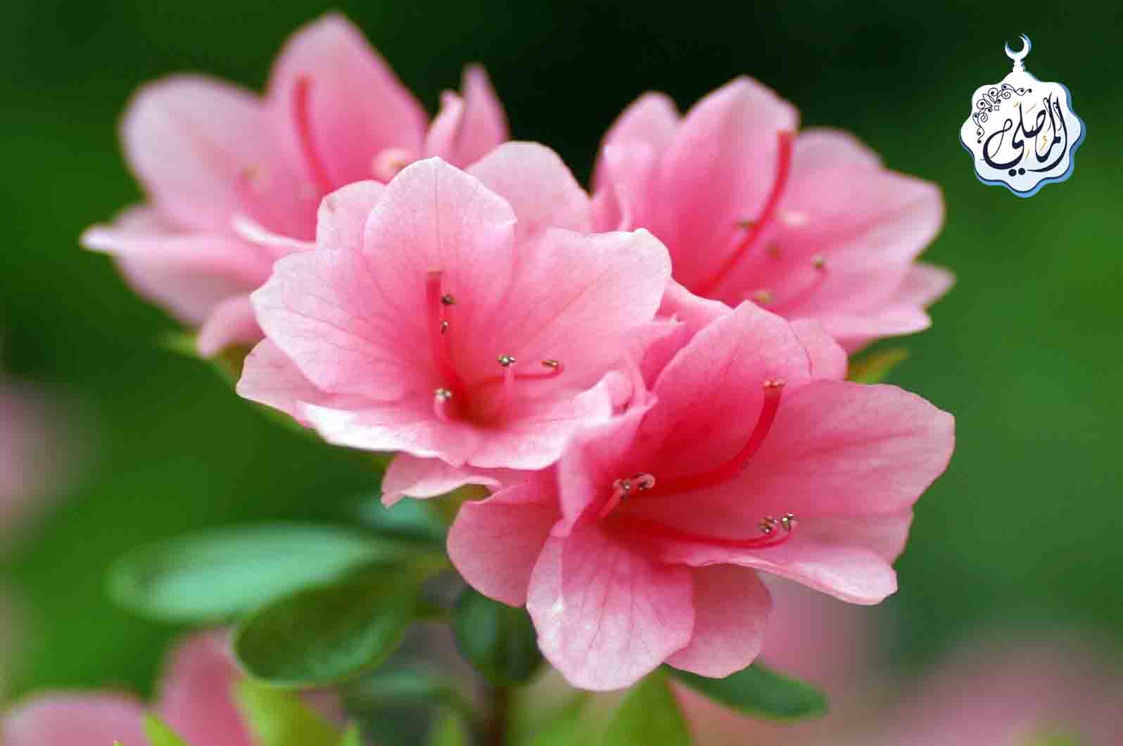 four-qualities-allah-loves