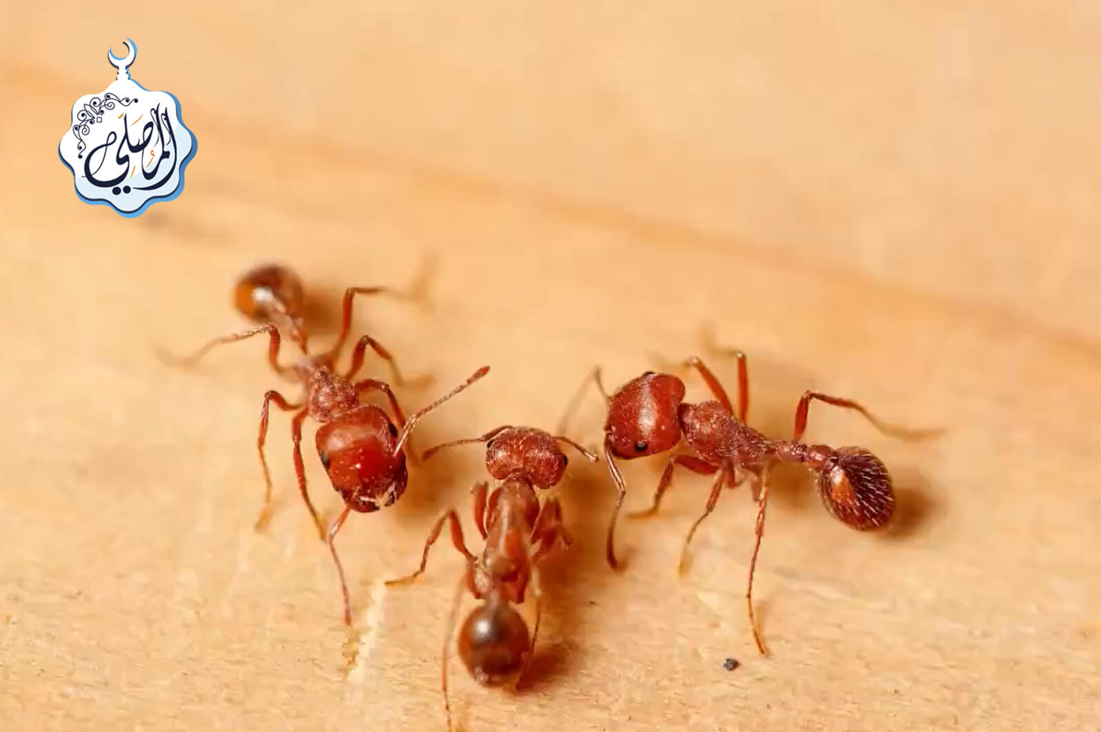 عجائب مذهلة في تعامل النمل مع مخزونه من الطعام!