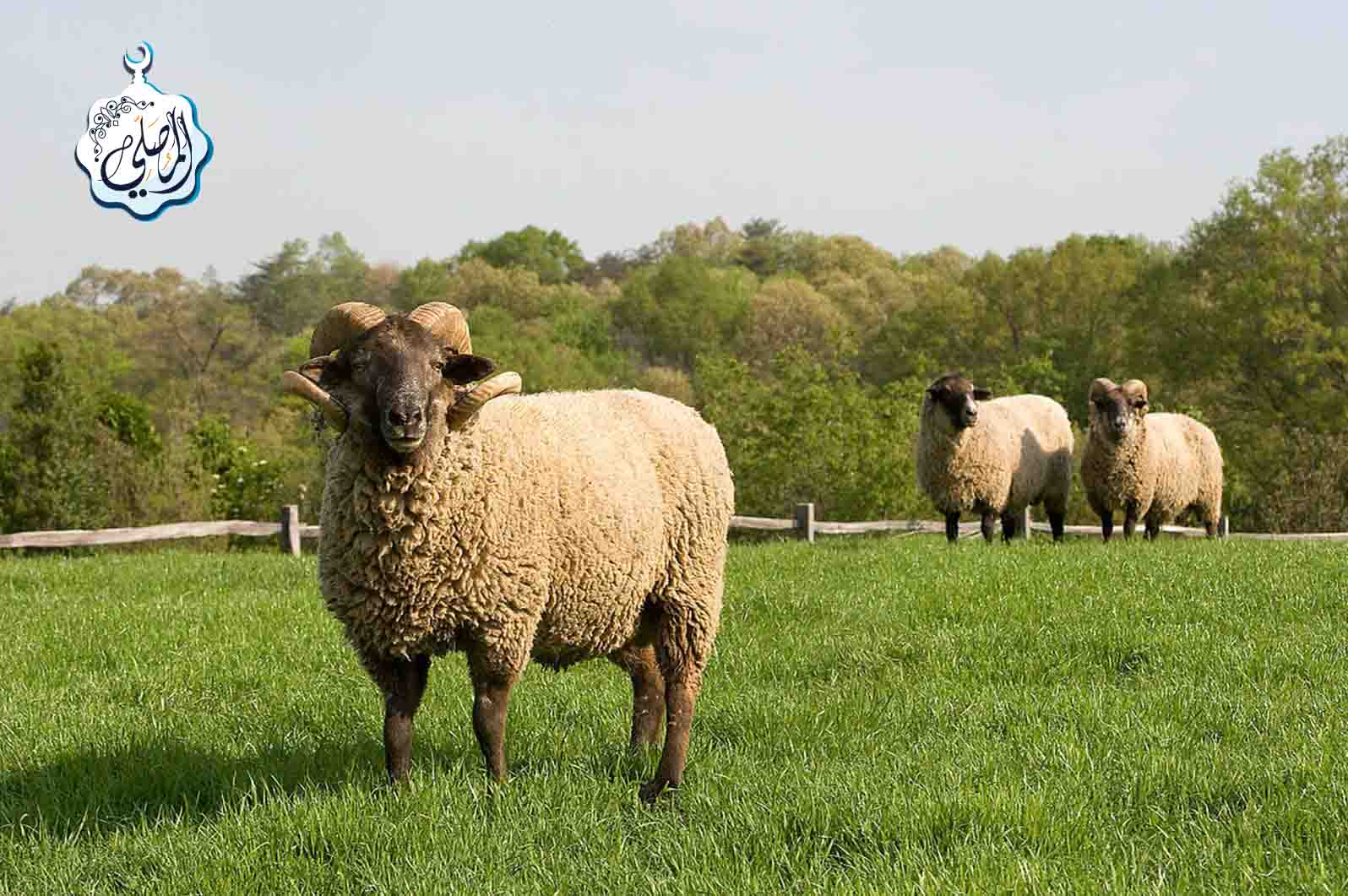 Основные правила жертвоприношения (Удхия)