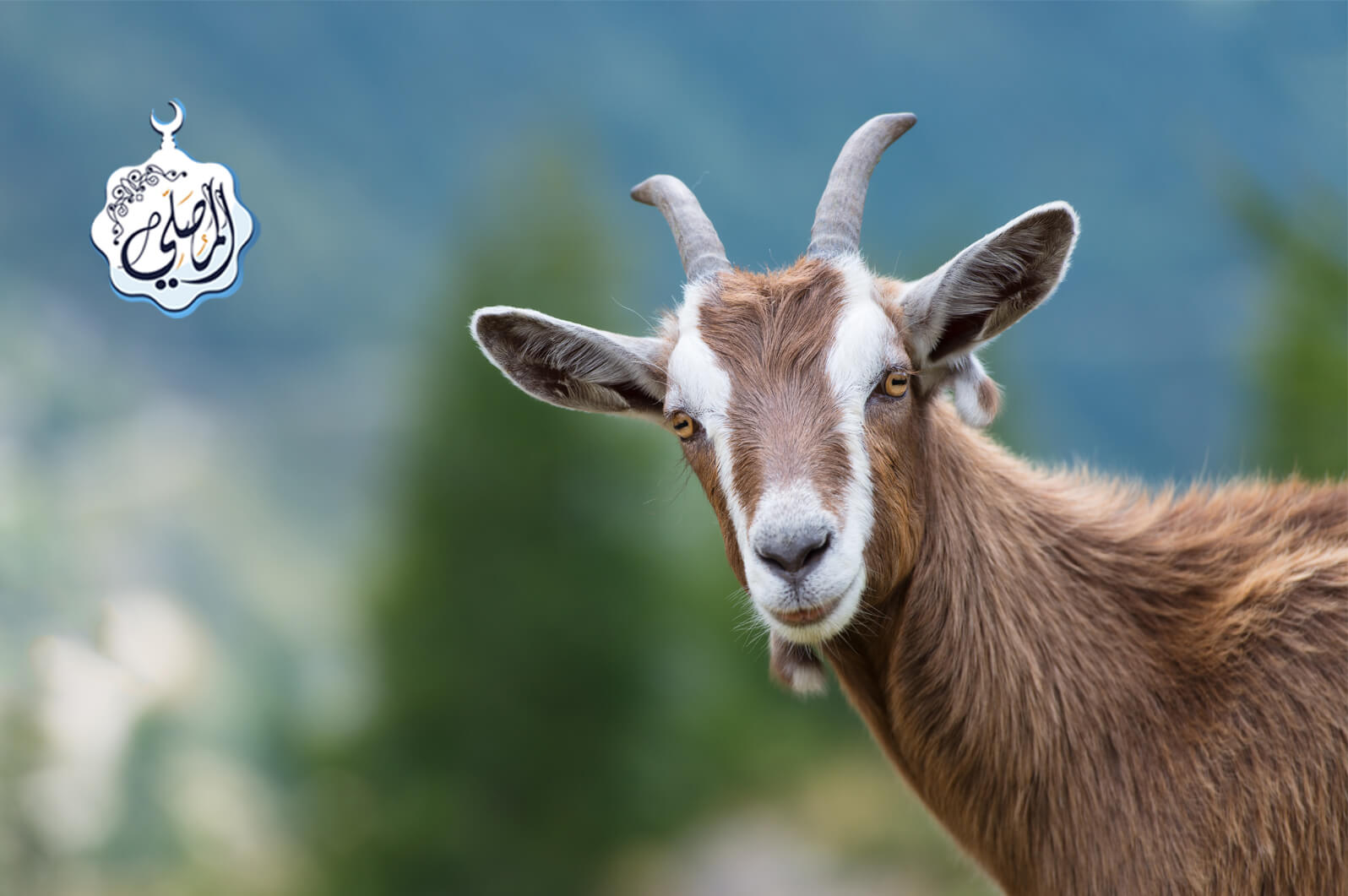 Ringkasan Hukum Penting Seputar Kurban