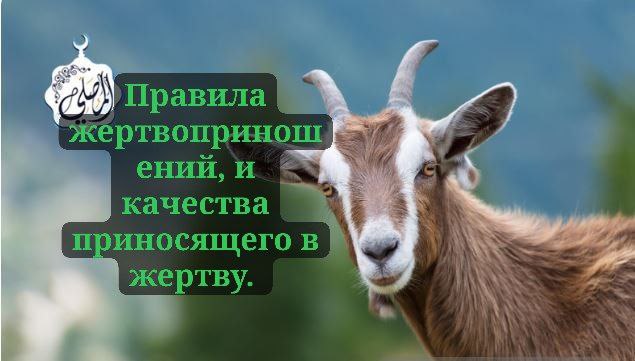 Правила жертвоприношения (удхия) и этика приносящего жертву