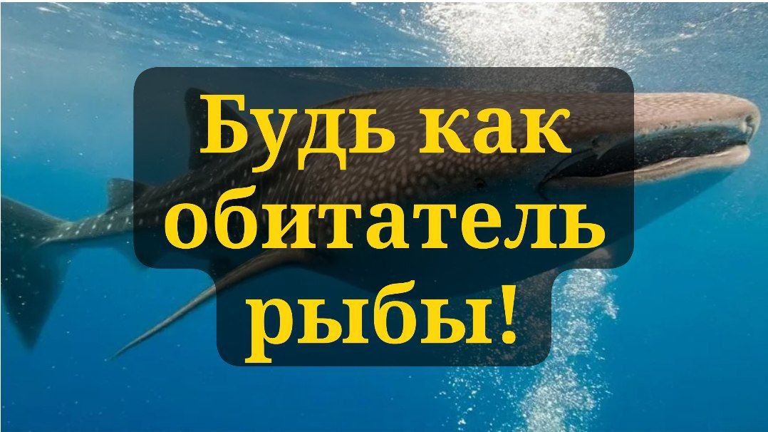 Будь как обитатель рыбы!