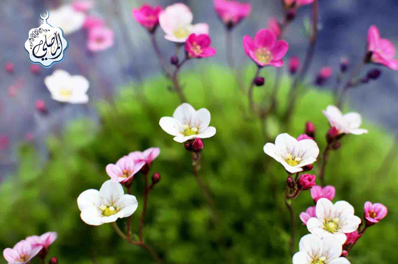 Достоинства истигфара (мольба о прощении) и его плоды.