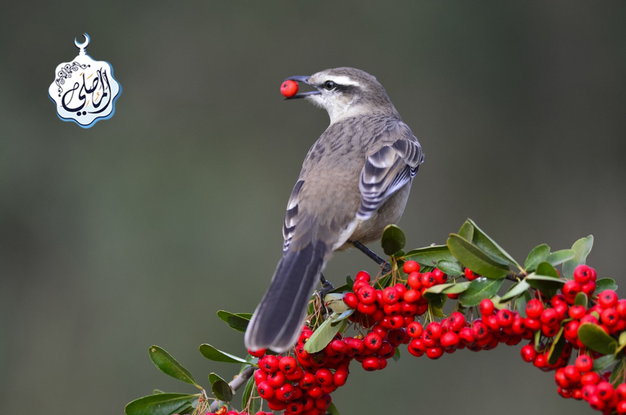 14 Alasan Mengapa Nabi ﷺ Sangat Menjaga Puasa Tiga Hari Setiap Bulan